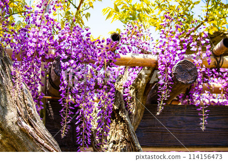 【京都風景】優雅的紫色花朵、鳥羽紫藤 114156473