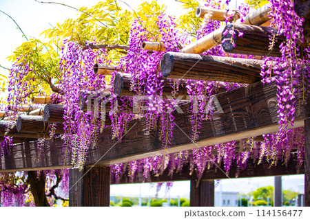 [Kyoto Scenery] Elegant purple flowers: Toba Wisteria 114156477