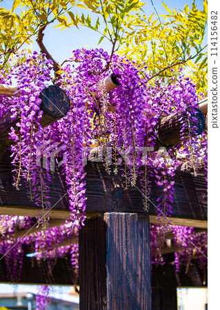 【京都風景】優雅的紫色花朵、鳥羽紫藤 114156482