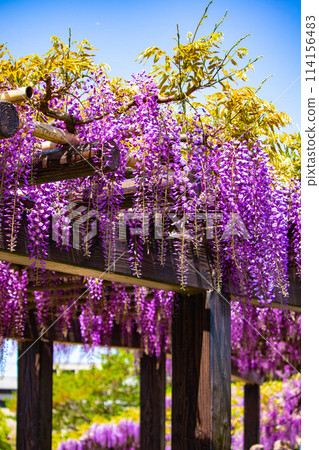 【京都風景】優雅的紫色花朵、鳥羽紫藤 114156483