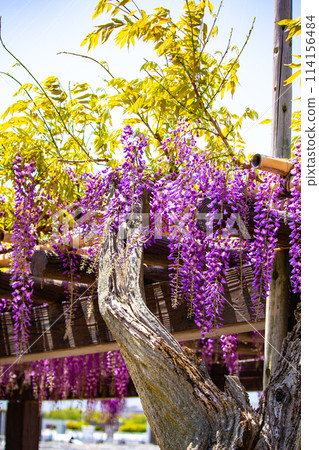 【京都風景】優雅的紫色花朵、鳥羽紫藤 114156484