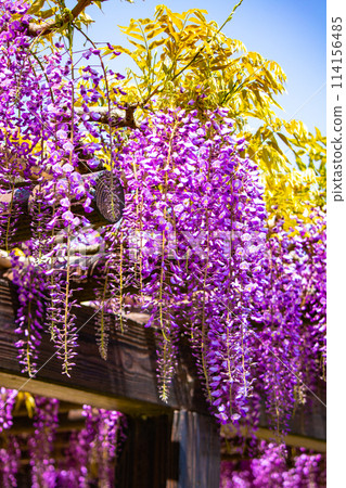 【京都風景】優雅的紫色花朵、鳥羽紫藤 114156485