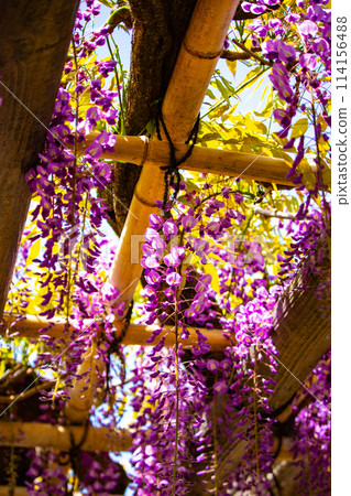 【京都風景】優雅的紫色花朵、鳥羽紫藤 114156488