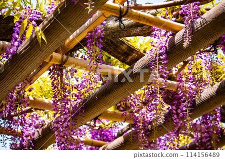 [Kyoto Scenery] Elegant purple flowers: Toba Wisteria 114156489