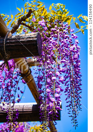 [Kyoto Scenery] Elegant purple flowers: Toba Wisteria 114156490