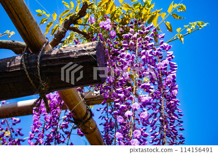 [Kyoto Scenery] Elegant purple flowers: Toba Wisteria 114156491