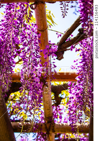 【京都風景】優雅的紫色花朵、鳥羽紫藤 【京都風景】優雅的紫色花朵、鳥羽紫藤 114156493