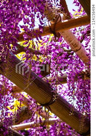 【京都風景】優雅的紫色花朵、鳥羽紫藤 114156494