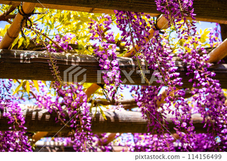 【京都風景】優雅的紫色花朵、鳥羽紫藤 114156499