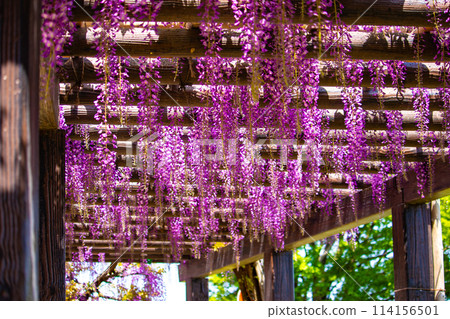 【京都風景】優雅的紫色花朵、鳥羽紫藤 【京都風景】優雅的紫色花朵、鳥羽紫藤 114156501
