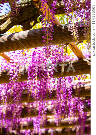 【京都風景】優雅的紫色花朵、鳥羽紫藤 114156503