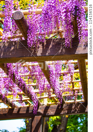 [Kyoto Scenery] Elegant purple flowers: Toba Wisteria 114156516