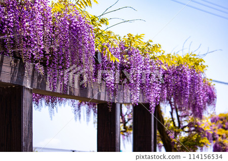[Kyoto Scenery] Elegant purple flowers: Toba Wisteria 114156534