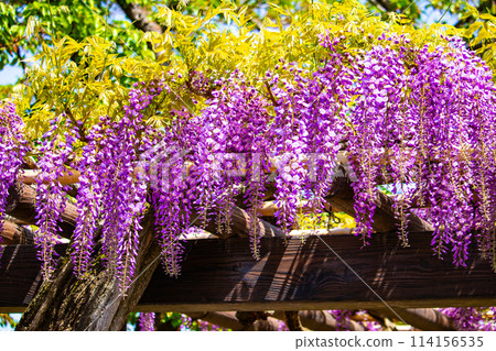 [Kyoto Scenery] Elegant purple flowers: Toba Wisteria 114156535