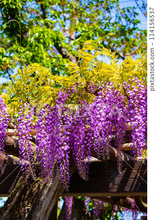 [Kyoto Scenery] Elegant purple flowers: Toba Wisteria 114156537