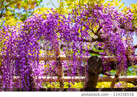 【京都風景】優雅的紫色花朵、鳥羽紫藤 【京都風景】優雅的紫色花朵、鳥羽紫藤 114156538