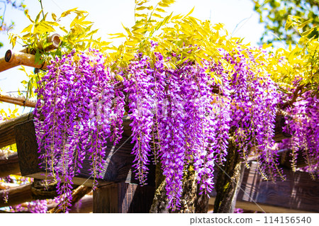 【京都風景】優雅的紫色花朵、鳥羽紫藤 【京都風景】優雅的紫色花朵、鳥羽紫藤 114156540