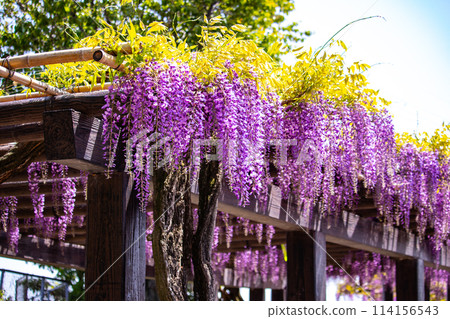 [Kyoto Scenery] Elegant purple flowers: Toba Wisteria 114156543