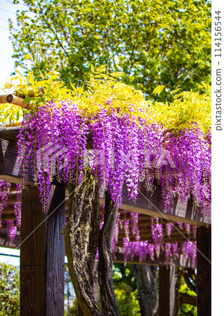 [Kyoto Scenery] Elegant purple flowers: Toba Wisteria 114156544