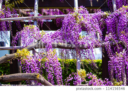 【京都風景】優雅的紫色花朵、鳥羽紫藤 【京都風景】優雅的紫色花朵、鳥羽紫藤 114156546