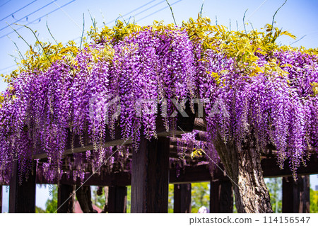 [Kyoto Scenery] Elegant purple flowers: Toba Wisteria 114156547