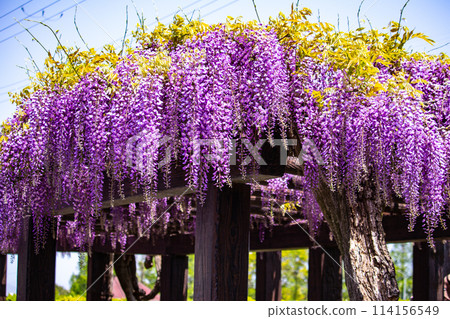 [Kyoto Scenery] Elegant purple flowers: Toba Wisteria 114156549
