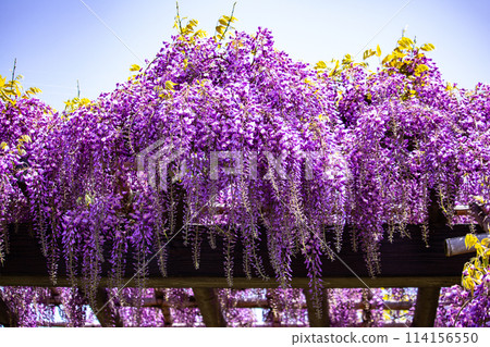 【京都風景】優雅的紫色花朵、鳥羽紫藤 【京都風景】優雅的紫色花朵、鳥羽紫藤 114156550