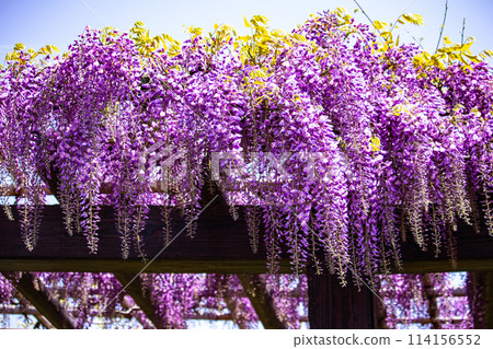 【京都風景】優雅的紫色花朵、鳥羽紫藤 114156552