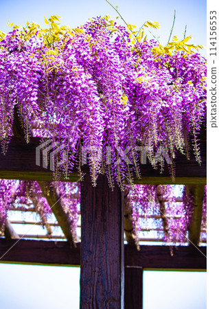 【京都風景】優雅的紫色花朵、鳥羽紫藤 【京都風景】優雅的紫色花朵、鳥羽紫藤 114156553