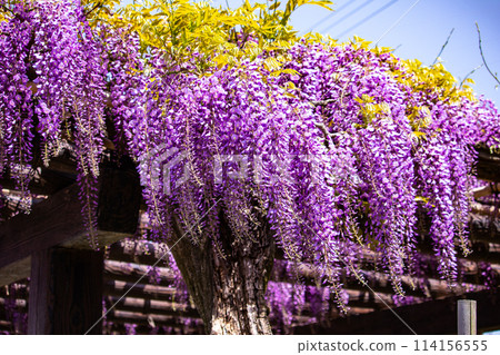 【京都風景】優雅的紫色花朵、鳥羽紫藤 114156555
