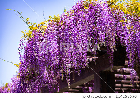 【京都風景】優雅的紫色花朵、鳥羽紫藤 【京都風景】優雅的紫色花朵、鳥羽紫藤 114156556