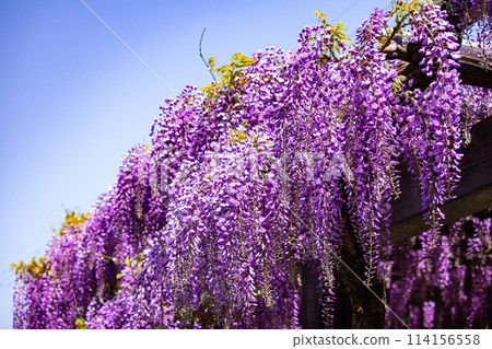 【京都風景】優雅的紫色花朵、鳥羽紫藤 114156558