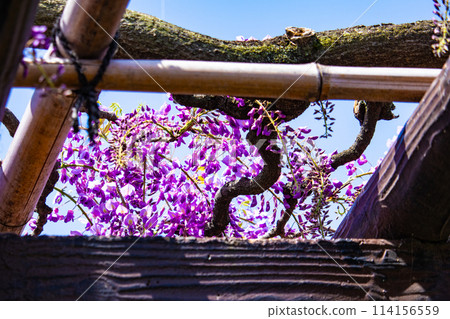 [Kyoto Scenery] Elegant purple flowers: Toba Wisteria 114156559