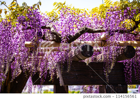 【京都風景】優雅的紫色花朵、鳥羽紫藤 114156561