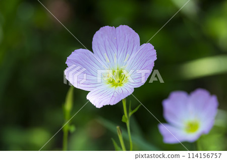 月見草桐 114156757