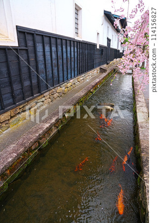 Hida Furukawa, Seto River, Carp and Cherry Blossoms in the White-Walled Storehouse District Hida Furukawa, Seto River, Carp and Cherry Blossoms in the White-Walled Storehouse District 114156827