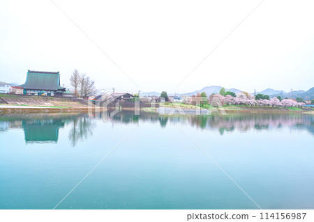 飛驒古川、宮川、千代松原公園的櫻花 114156987