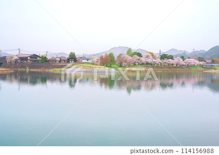 飛驒古川、宮川、千代松原公園的櫻花 飛驒古川、宮川、千代松原公園的櫻花 114156988