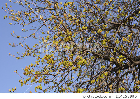 Common horse chestnut 114156999