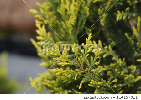 Leyland cypress Castlewellan Gold 114157011