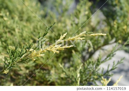 Juniper White Splash Juniper White Splash 114157019