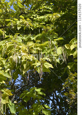 Common catalpa Common catalpa 114157020