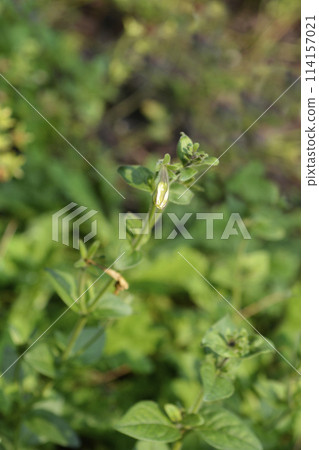 Large white petunia Large white petunia 114157021