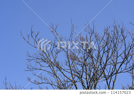 Tree of heaven Tree of heaven 114157023