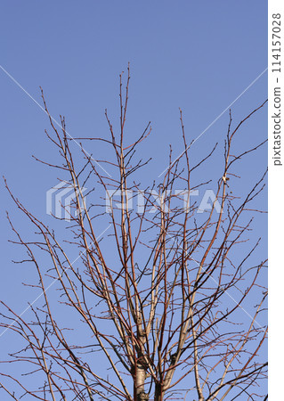 Caucasian lime Caucasian lime 114157028