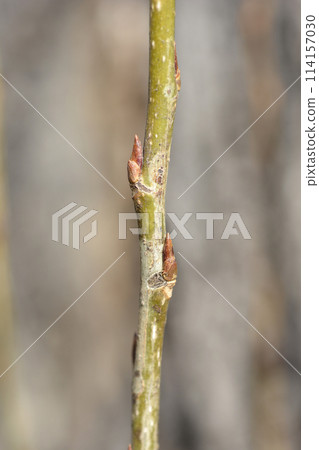 Lombardy poplar Lombardy poplar 114157030