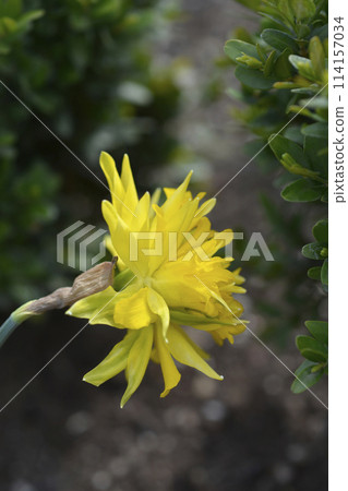 Daffodil Rip van Winkle Daffodil Rip van Winkle 114157034