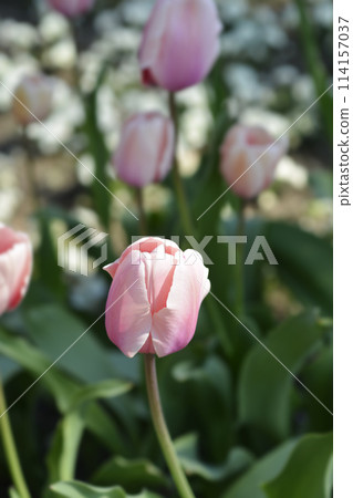 Tulip Salmon Impresion Tulip Salmon Impresion 114157037