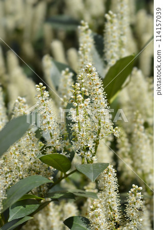 Laurel cherry Laurel cherry 114157039