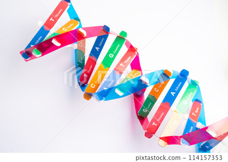 DNA or Deoxyribonucleic acid is a double helix chains structure formed by base pairs attached to a sugar phosphate backbone. 114157353